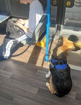 Schäferhund mischling - Stuttgart