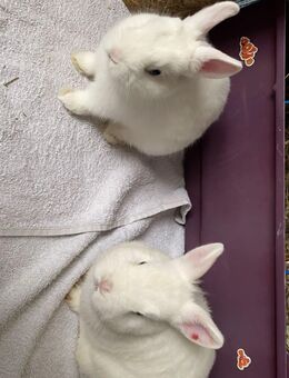 2 Kaninchen Weibchen - Munster