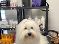 Hier eine weitere Wunderschöner Coton de Tulear Deckrüde in 31707