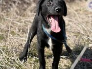 Der kleine Lucky sucht sein großes Glück - Leonberg (Baden-Württemberg)