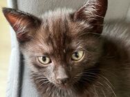 Babykatzen BKH Und Russichblau mix - Wagenhoff