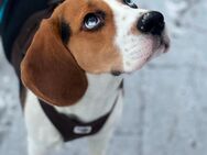 Beagle Tricolor - Duisburg