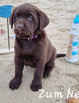 Labrador Welpen in der Farbe chocolate und blond vom Züchter - Obrigheim