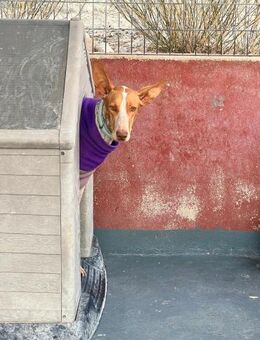 Maggie muss Vertrauen neu lernen - Wöllstadt