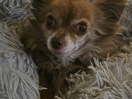 Suche Erwachsene Chihuahua - Hückelhoven