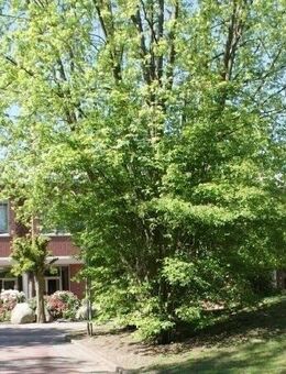 Bremen-Radio Bremen: Attraktive Kapitalanlage - Pflegeappartement am Sendesaal - Bremen