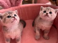 Reinrassige BKH Britisch Kurzhaar Kitten in Blue Golden Shaded suchen liebevolle Familie - Berlin