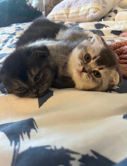Zuckersüße Katzenbabys abzugeben – BKH x Maine Coon Mix - Berlin