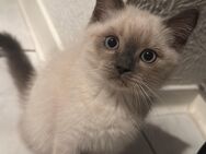 Heilige birman Baby kitten - Mönchengladbach