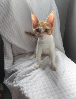Elf 🐾 sucht seinen Kuschelplatz - Kirchheim (München)