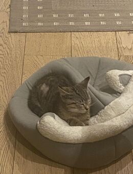 2 Süße Kätzchen männlich gemischte Rasse - Berlin Friedrichshain-Kreuzberg