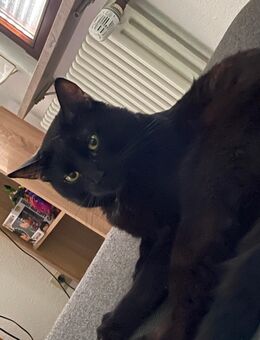 Kater Bagheera zum abgeben - Weingarten Zentrum