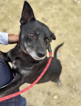 Ash - treuer Begleiter sucht sein Glück - Berlin