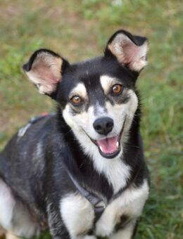 Nova - katzenverträglicher Familienhund - Tettau (Bayern)