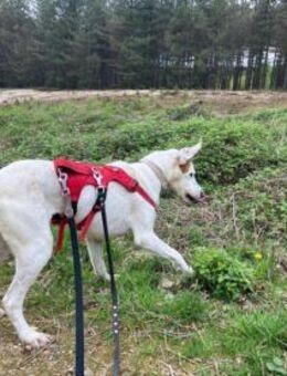 Estrella2; super verträglich - Geilenkirchen