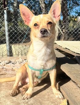 Wifi - verspielt, offen + ruhebedürftig - Heppenheim (Bergstraße)