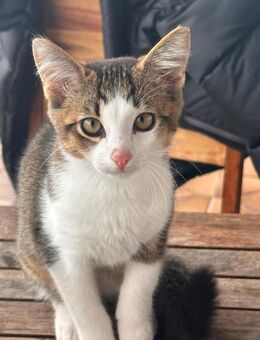 Süßes Katzenbaby sucht neues Zuhause🐾 - Bad König