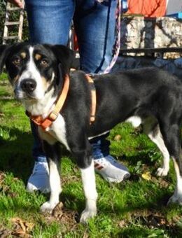 ARTEMIS - Ratingen