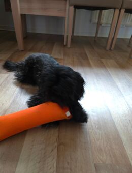 Shi Tzu Rüde männlich - Parchim