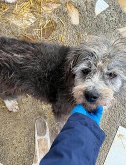 Grey, lieber hübscher Senior... - Köln