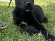 Snoopy 💙 sucht seine Familie - Kalkar