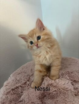 Sibirische Waldkatze kitten mix - Laudenbach (Bayern)