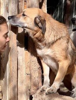 May - sanfte Hündin sucht Geborgenheit - Koblenz