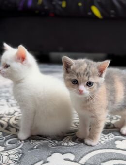 Neue zuhause gesucht süß Katzen mit Blau Augen schöne Farbe - Duisburg