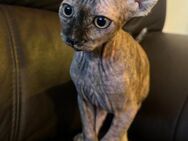 Reinrassige Don Sphinx Kitten - Lawitz