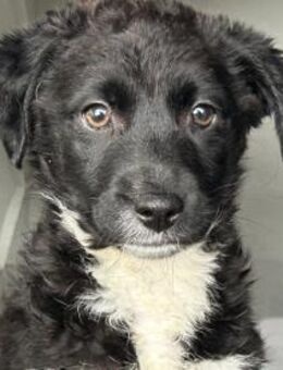 Verspielter NINO sucht seine Familie! - Korschenbroich