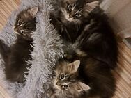 Maine-Coon Kitten - Schwerin