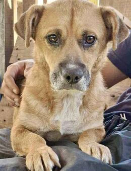 Lisa sanfte Hündin mit großem Herzen - Koblenz