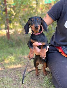 BABITA-KK - winzige Dackeldame sucht - Neustadt (Rübenberge)