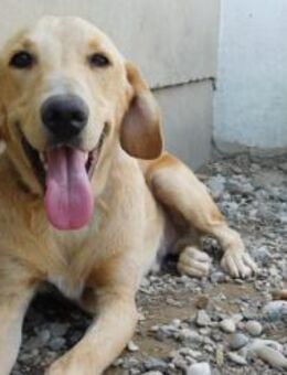 Senior Charlie sucht ruhiges Plätzchen - München