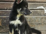 Siberian Husky Eurasier Mix Hündin sucht liebevolle Familie - Köln