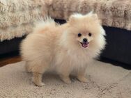 Zauberhafter Pomeranian-Rüde sucht ein liebevolles Zuhause – geboren am 26.02.2025 - Amberg Zentrum