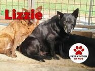 ältere Lizzie sucht ein Zuhause - Margetshöchheim