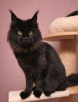 =^..^=Tolles junges Maine Coon Mädchen BLACK mit Stammbaum aus seriöser Zucht =^..^= - Bad Berleburg