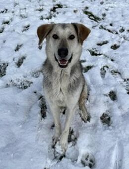 Piro, Männlich, Schäferhund-Mischling, geb. ca. Mai 2023 - Bad Oeynhausen