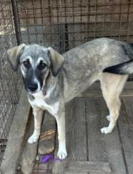 Junghündin Dua sucht aktive Familie - Köln