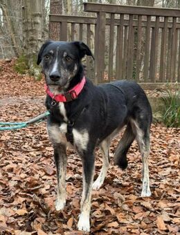 Clover ist anhänglich & harmonisch - Chemnitz