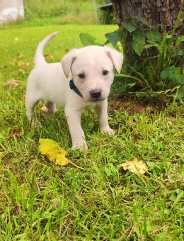 Bordercollie-Labrador Mischling Welpen - Walderbach