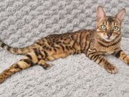 Bengal-Katze - Frankfurt (Main)