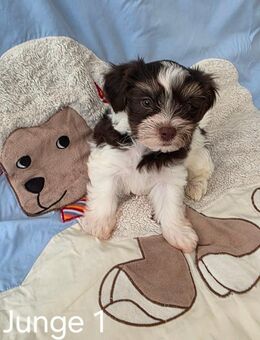 BIRO YORKSHIRE TERRIER. - Goslar