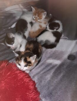 Süsse Kitten dürfen umziehen - Dorfen