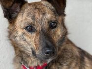 Billy 2-jähriger Mischling - Kassel