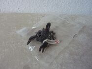 Schleich WILD LIFE 14857 Kaiserskorpion NEU und OVP - Recklinghausen