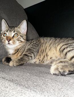 Kater zu verkaufen - Hamburg Altona