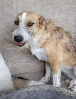 Finchen 55 cm - Alpenrod