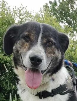 Louie - eine treue Seele - Dreikirchen